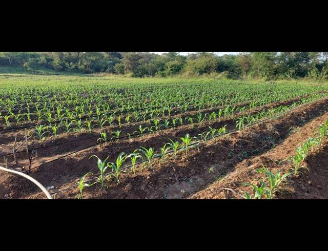 FARM FOR SALE IN MANGONDI